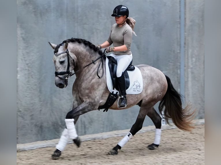 PRE Mix Gelding 6 years 16 hh Grey in Schneverdingen