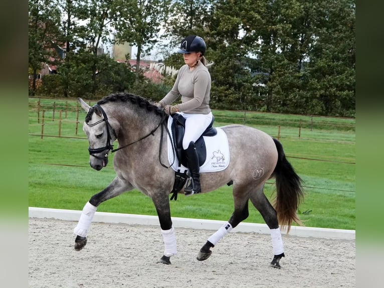 PRE Mix Gelding 6 years 16 hh Grey in Schneverdingen