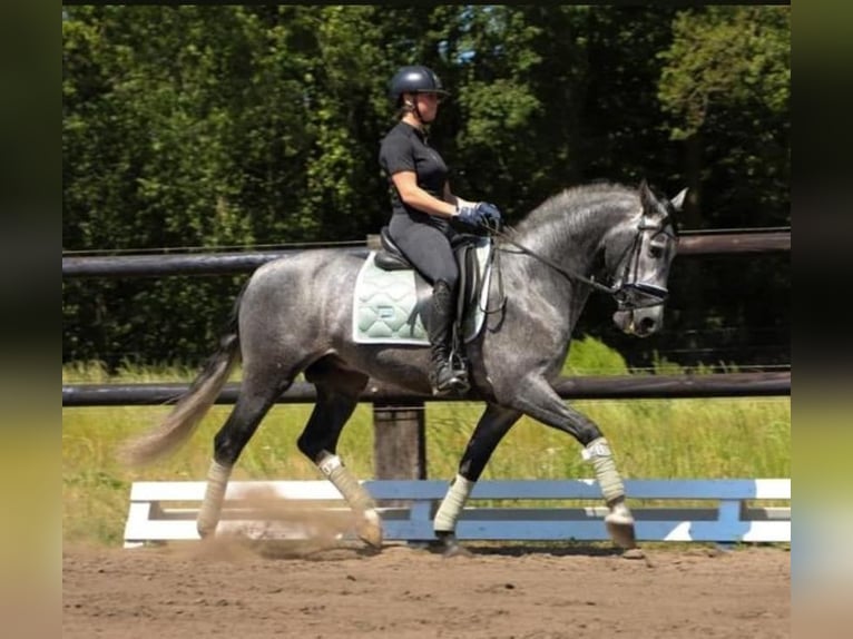 PRE Mix Gelding 6 years 16 hh Grey in Neustadt (Wied)
