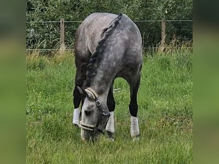 PRE Gelding 6 years 16 hh Grey in Den Ham