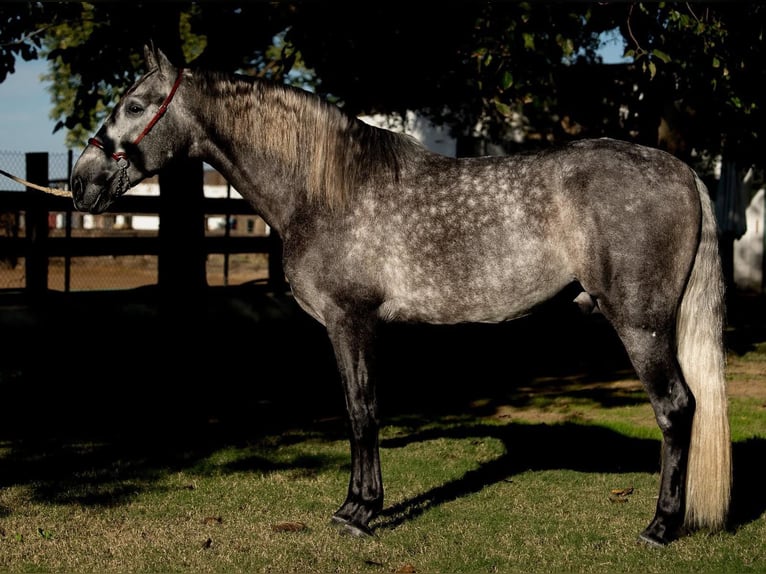 PRE Gelding 6 years 16 hh Grey in Lengerich