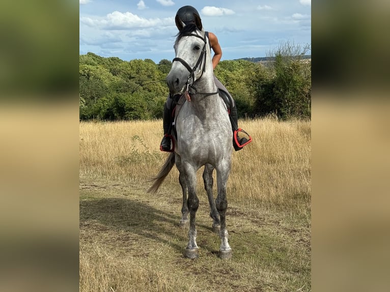 PRE Mix Gelding 6 years 16 hh Grey in Kochanowo