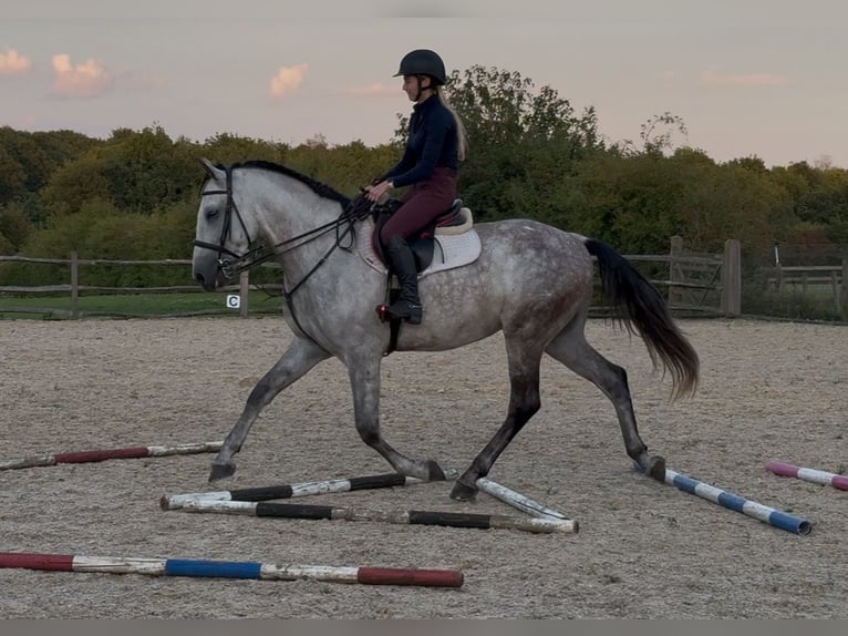 PRE Mix Gelding 6 years 16 hh Grey in Kochanowo