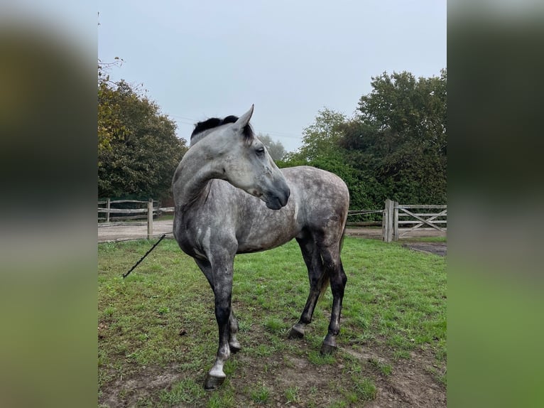 PRE Mix Gelding 6 years 16 hh Grey in Kochanowo