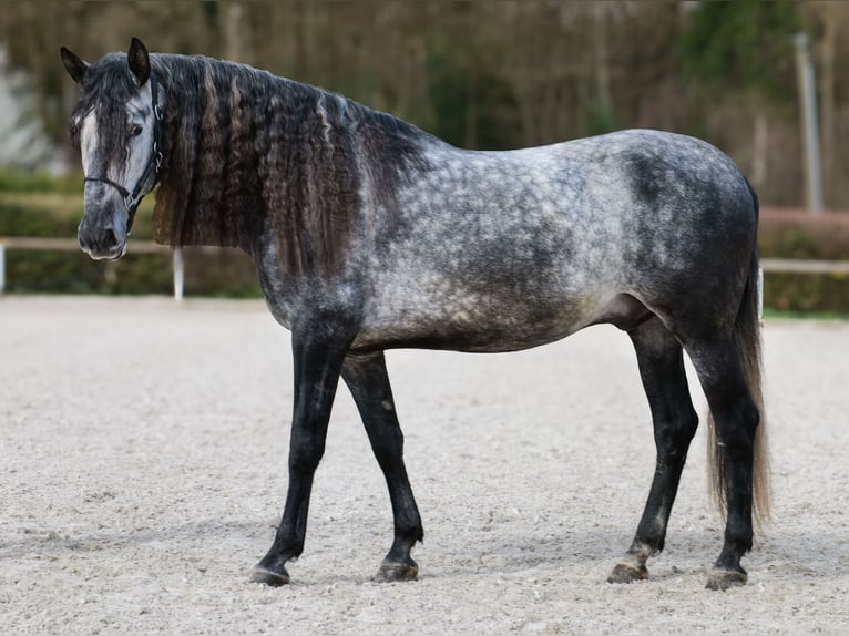 PRE Mix Gelding 6 years 16 hh Grey in Neustadt (Wied)