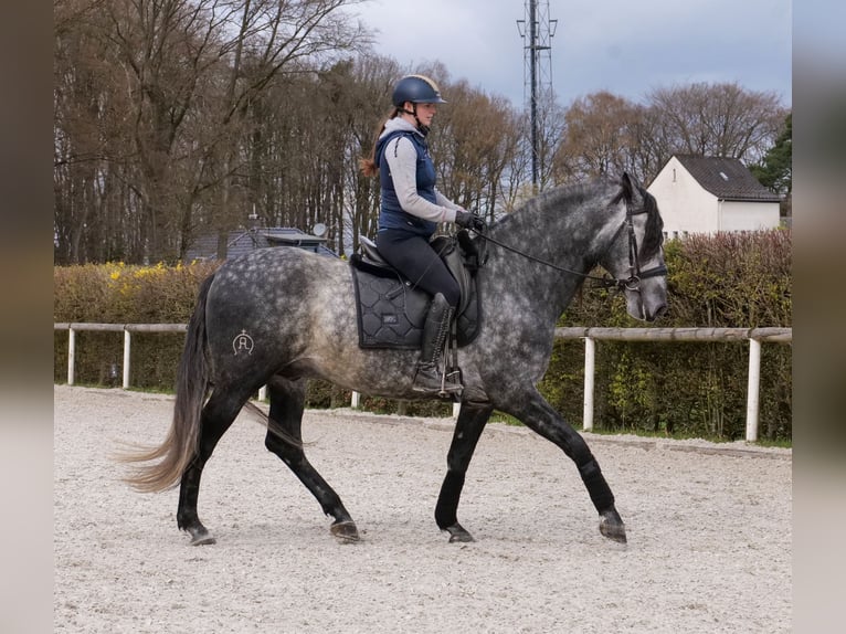 PRE Mix Gelding 6 years 16 hh Grey in Neustadt (Wied)