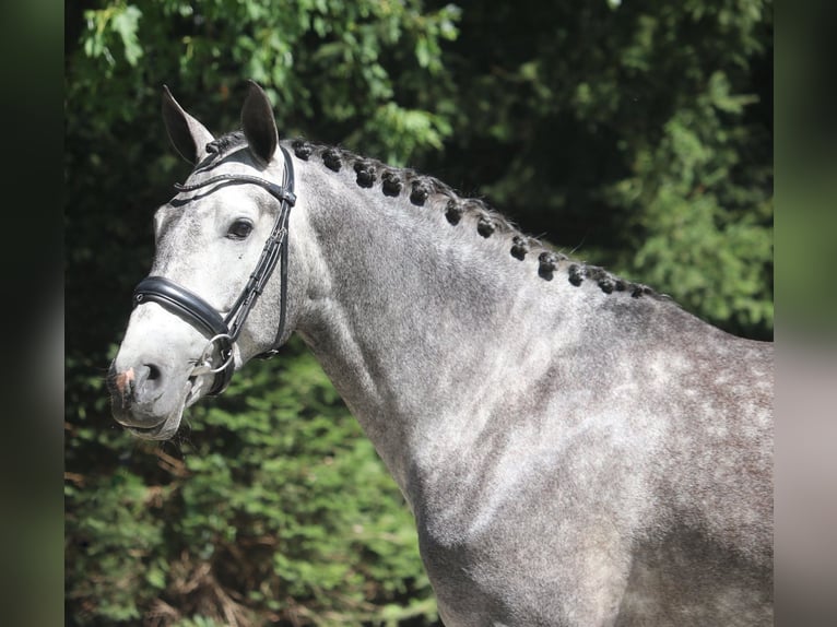 PRE Mix Gelding 6 years 16 hh Grey in Groesbeek