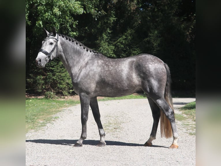 PRE Mix Gelding 6 years 16 hh Grey in Groesbeek