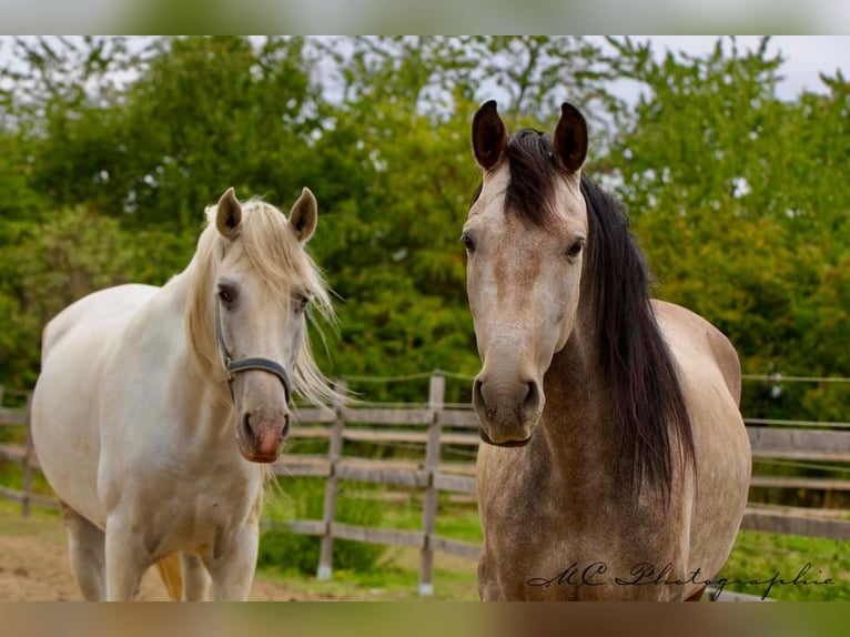 PRE Gelding 6 years 16 hh Grey in Polenz