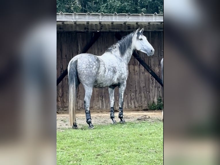 PRE Gelding 6 years 16 hh Grey in Bonnelles
