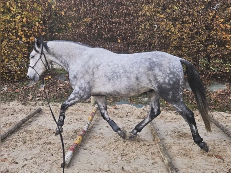 PRE Mix Gelding 6 years 16 hh Grey in Bonnelles