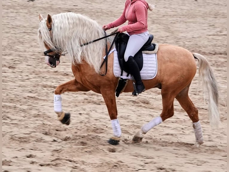 PRE Mix Gelding 6 years 16 hh Palomino in Jesteburg