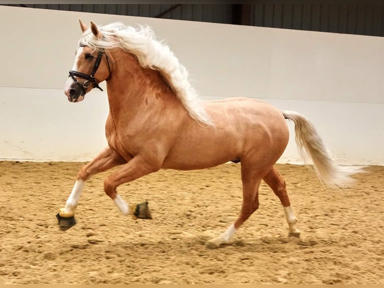 PRE Mix Gelding 6 years 16 hh Palomino in Jesteburg