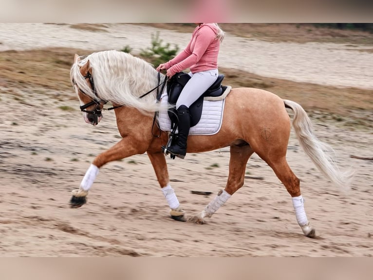 PRE Mix Gelding 6 years 16 hh Palomino in Jesteburg