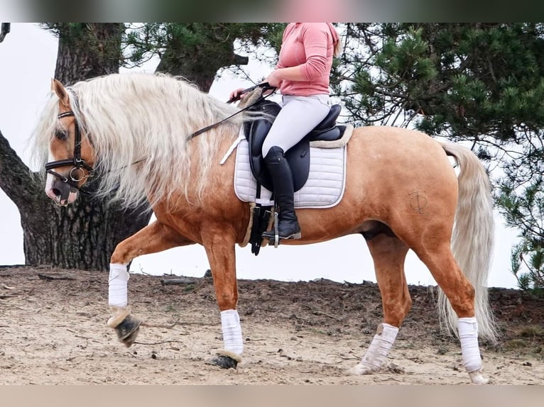PRE Mix Gelding 6 years 16 hh Palomino in Jesteburg