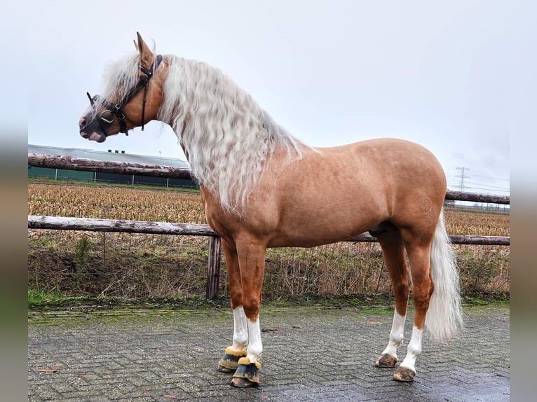 PRE Mix Gelding 6 years 16 hh Palomino in Jesteburg