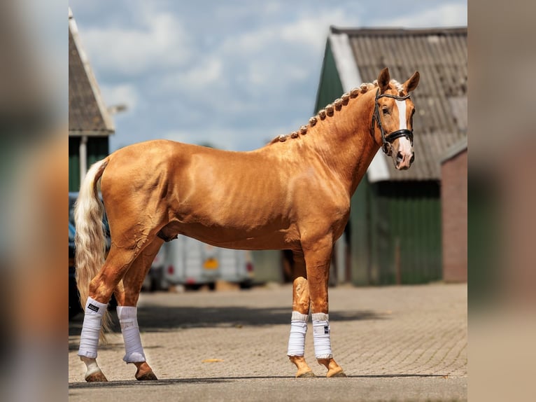 PRE Gelding 6 years 16 hh Palomino in Sankt Katharinen