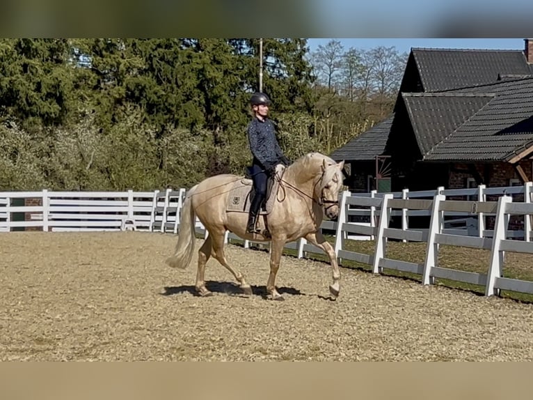 PRE Mix Gelding 6 years 16 hh Palomino in Niederkrüchten