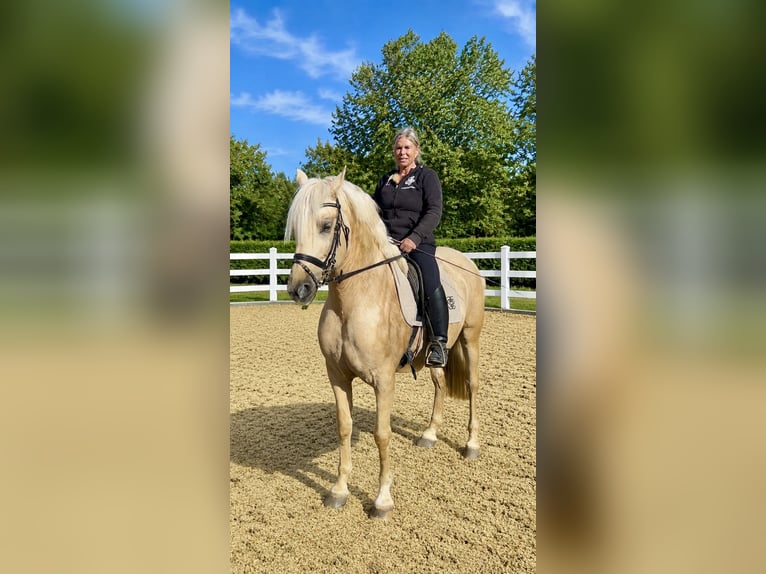 PRE Mix Gelding 6 years 16 hh Palomino in Niederkrüchten
