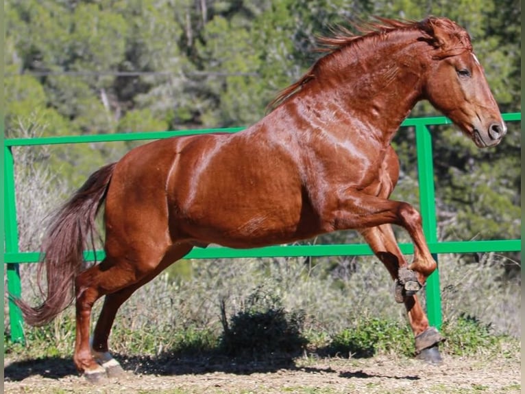 PRE Mix Gelding 6 years 16 hh Sorrel in Terrassa