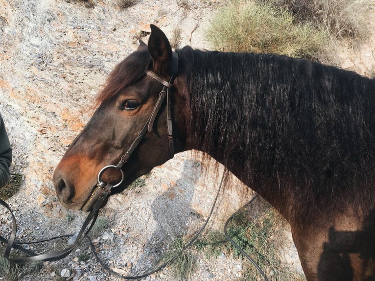 PRE Gelding 6 years 16,1 hh Bay-Dark in Lobras