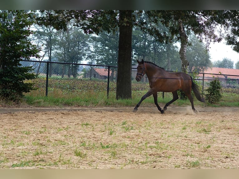 PRE Gelding 6 years 16,1 hh Bay-Dark in Kelpen-Oler