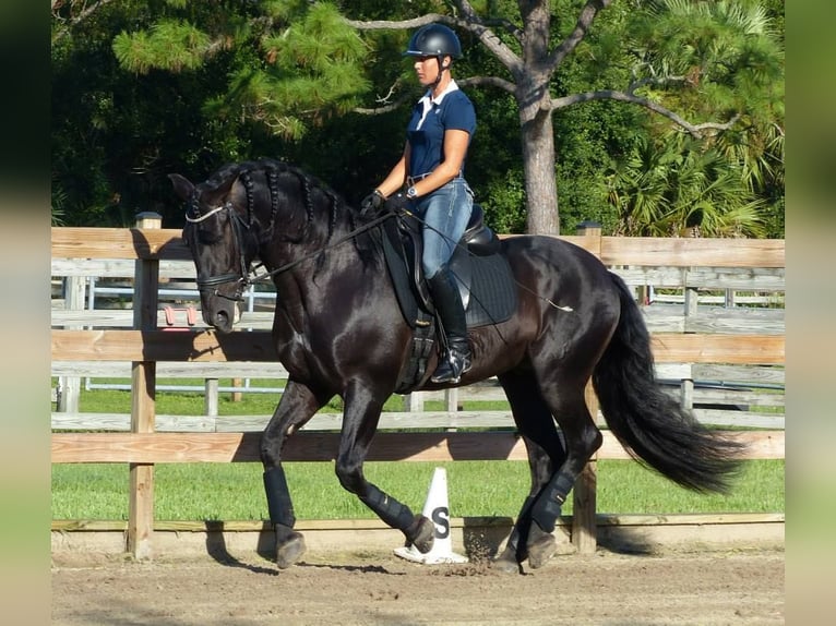 PRE Gelding 6 years 16,1 hh Black in Heidesheim am Rhein
