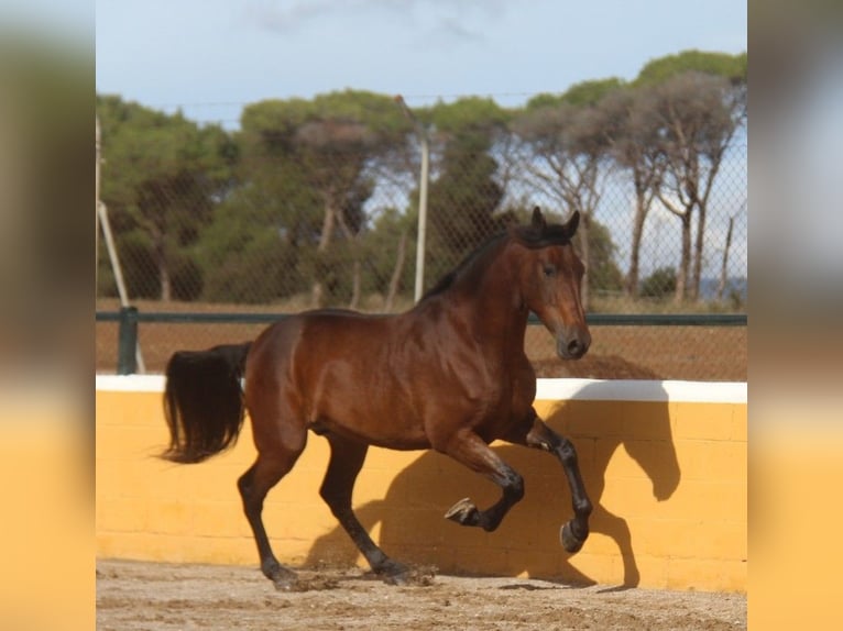 PRE Mix Gelding 6 years 16,1 hh Brown in Hamburg