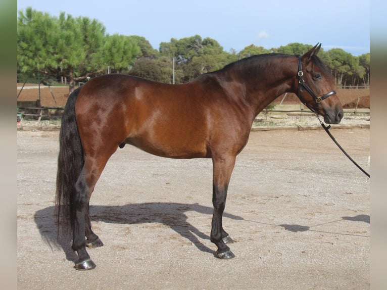 PRE Mix Gelding 6 years 16,1 hh Brown in Hamburg