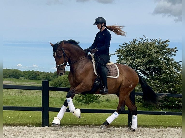 PRE Gelding 6 years 16,1 hh Brown in Freudenstadt