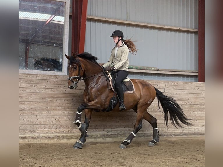 PRE Gelding 6 years 16,1 hh Brown in Freudenstadt