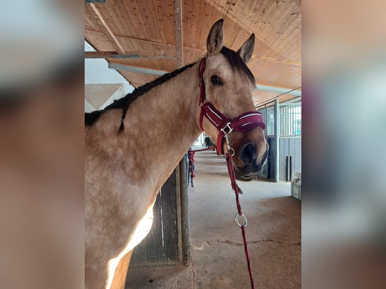 PRE Gelding 6 years 16,1 hh Buckskin in Weiterstadt