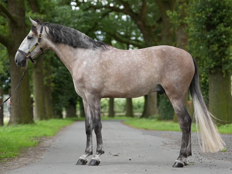 PRE Gelding 6 years 16,1 hh Gray-Dapple in Kempen