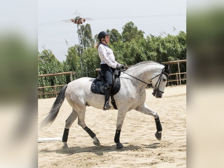 PRE Mix Gelding 6 years 16,1 hh Gray in Los Barrios