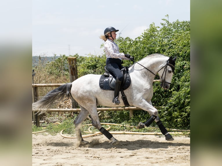 PRE Mix Gelding 6 years 16,1 hh Gray in Los Barrios