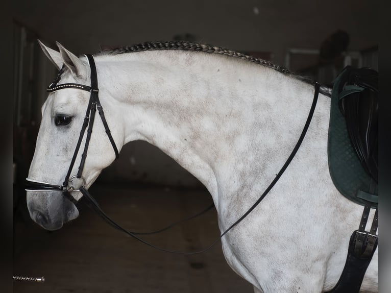PRE Mix Gelding 6 years 16,1 hh Gray in Los Barrios