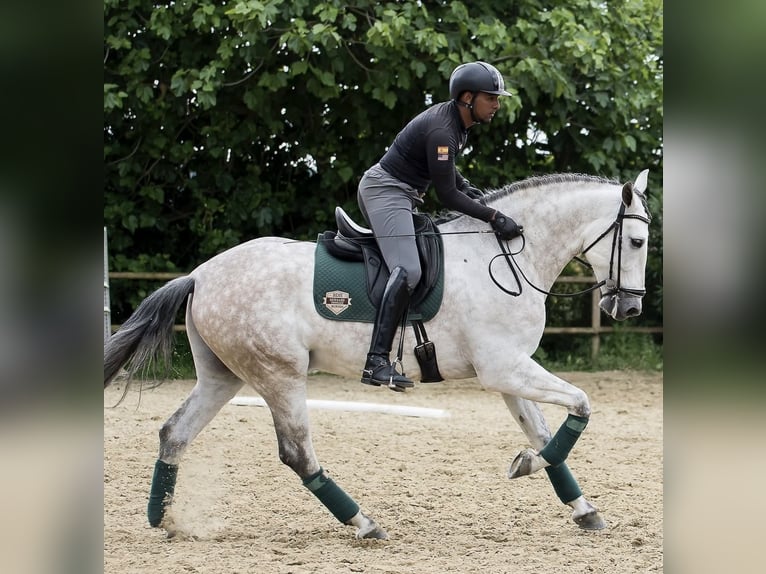 PRE Mix Gelding 6 years 16,1 hh Gray in Los Barrios