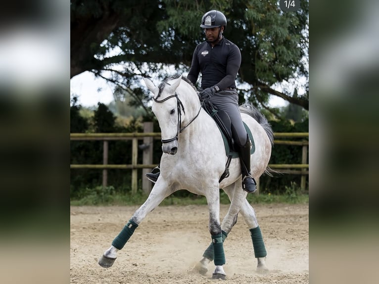 PRE Mix Gelding 6 years 16,1 hh Gray in Los Barrios