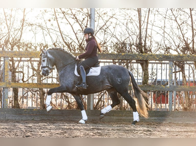 PRE Gelding 6 years 16,1 hh Grey in Den Ham