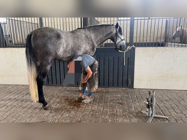 PRE Gelding 6 years 16,1 hh Grey in Castellon De La Plana/Castello De La Pla