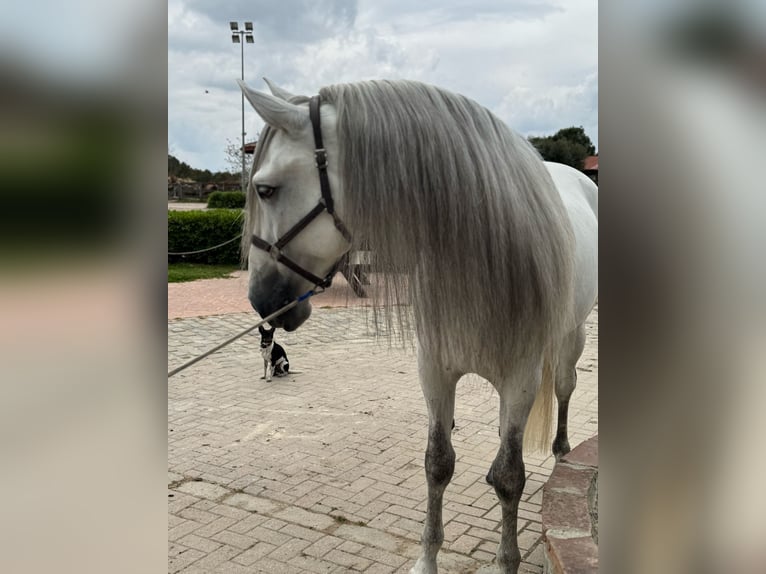 PRE Mix Gelding 6 years 16,1 hh Grey in Santa Perpetua de Mogoda