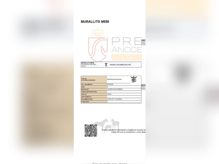 PRE Mix Gelding 6 years 16,1 hh Grey in Sant Fruitos De Bages