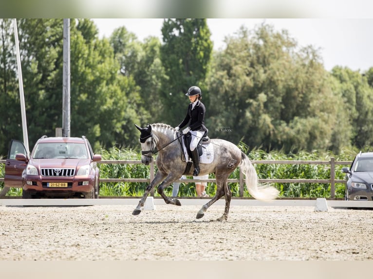 PRE Gelding 6 years 16,1 hh Grey in Sm