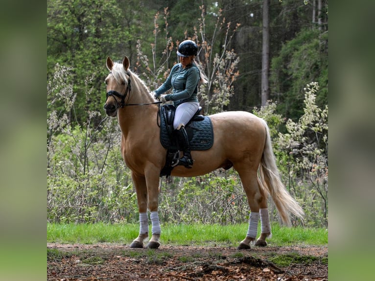 PRE Mix Gelding 6 years 16,1 hh Palomino in M&#xFC;nster