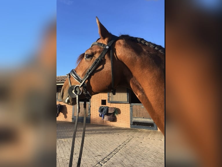 PRE Gelding 6 years 16,2 hh Brown-Light in Barbera Del Valles
