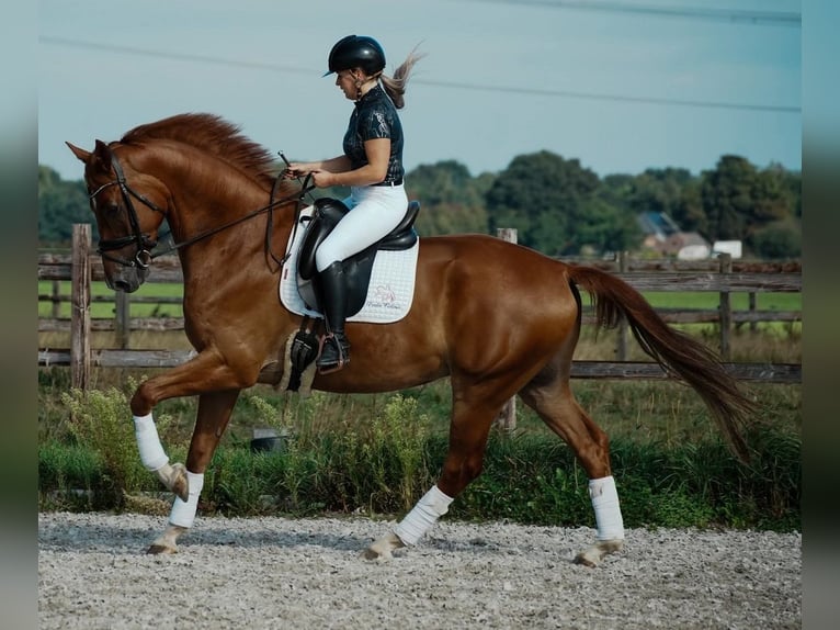 PRE Mix Gelding 6 years 16,2 hh Brown-Light in Prag