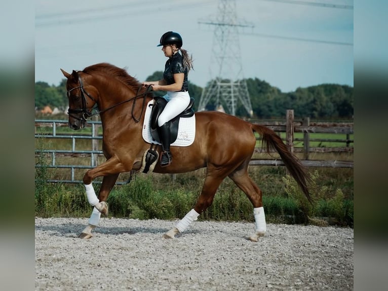 PRE Mix Gelding 6 years 16,2 hh Brown-Light in Prag