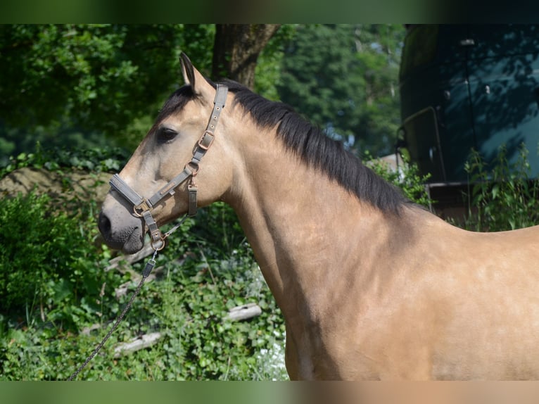 PRE Mix Gelding 6 years 16,2 hh Buckskin in Grebenhain