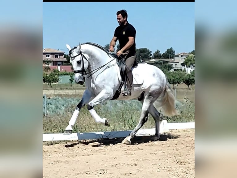 PRE Mix Gelding 6 years 16,2 hh Gray-Dapple in Martfeld