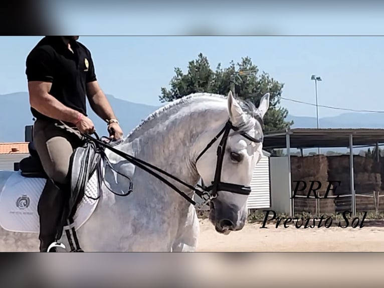 PRE Mix Gelding 6 years 16,2 hh Gray-Dapple in Martfeld